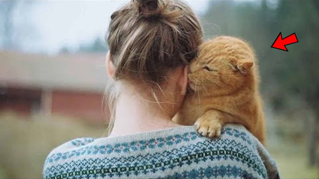 Кот не перестаёт благодарить свою хозяйку, которая забрала его из приюта