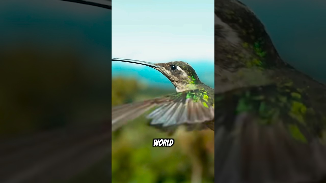 Hummingbirds Are Unique