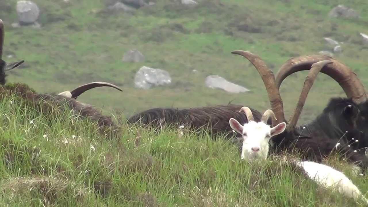 Bilberry Goat (Capra aegagrus hircus)