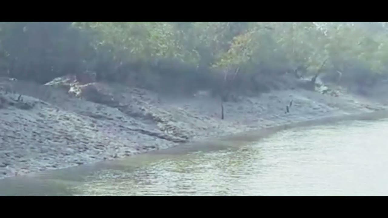 সুন্দরবনের মিলল  বাঘের দেখা 