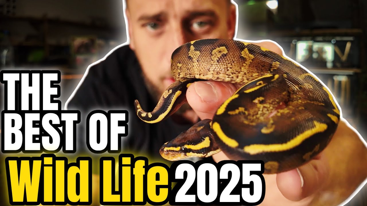 NAJLEPSZE, NAJPIĘKNIEJSZE & NAJDROŻSZE ZWIERZĘTA 2025r‼️ vol.1