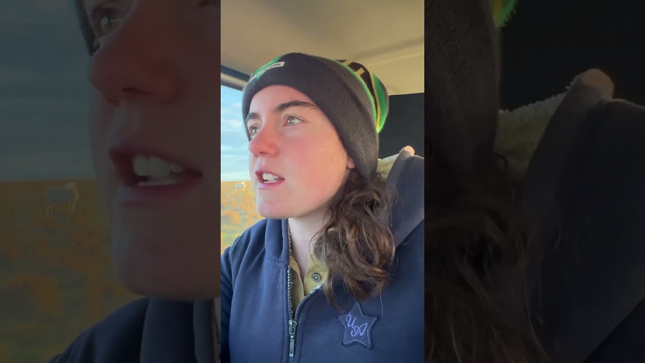 Why lamb in winter? Because farming&rsquo;s too easy already #farmvlog #farming #sheepfarming