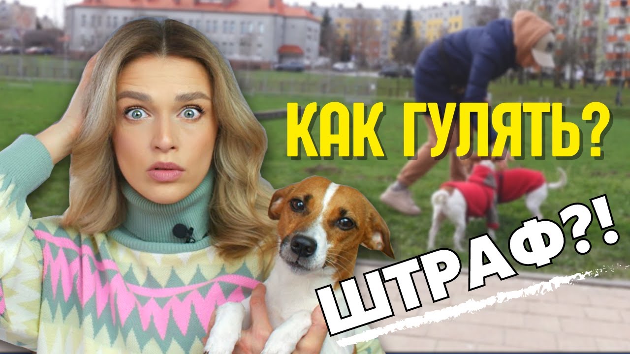 Я НАРУШИЛА ЗАКОН?! | Польские Собачники: Налог На Собаку, Штрафы, Правила Выгула, Бездомные Собаки