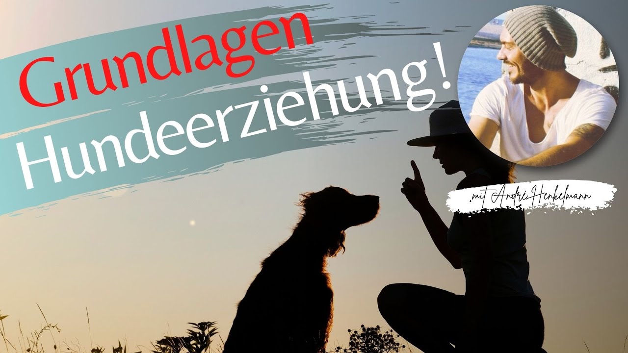 Grundlagen der Hundeerziehung! Profi-Tipps!