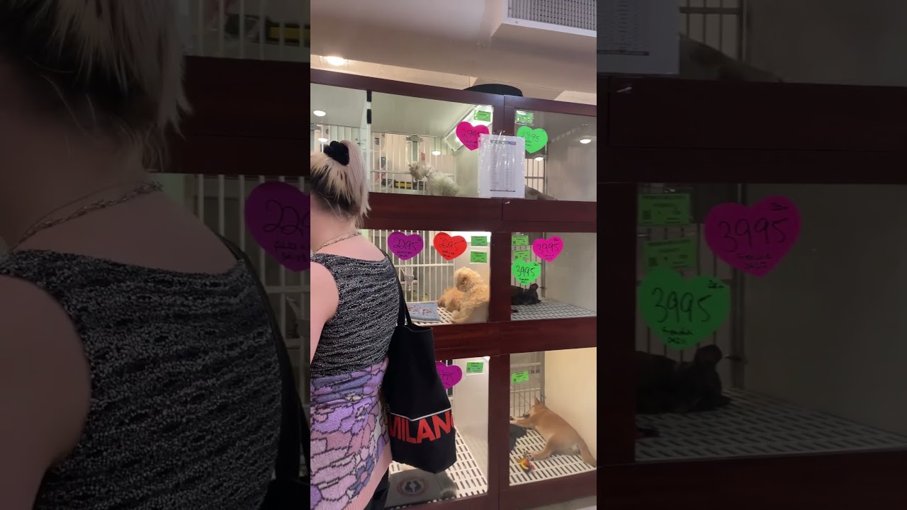 Pet shop,NYC.