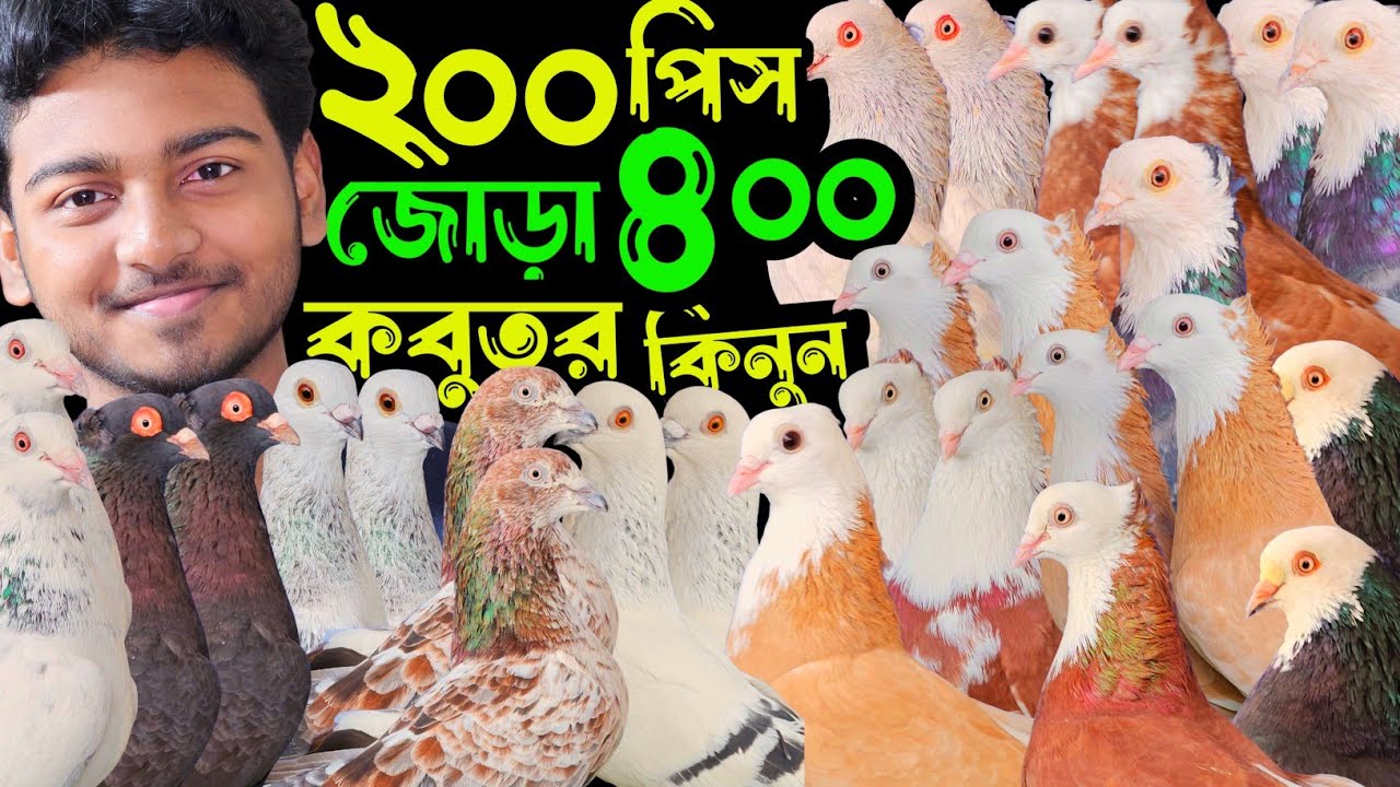 ২০০ টাকা পিস জোড়া  ৪০০ মাগনা দামে গররা,চিলা,কালদম কবুতর কিনুন | বাকবাকুম পায়রা | Pigeon video |