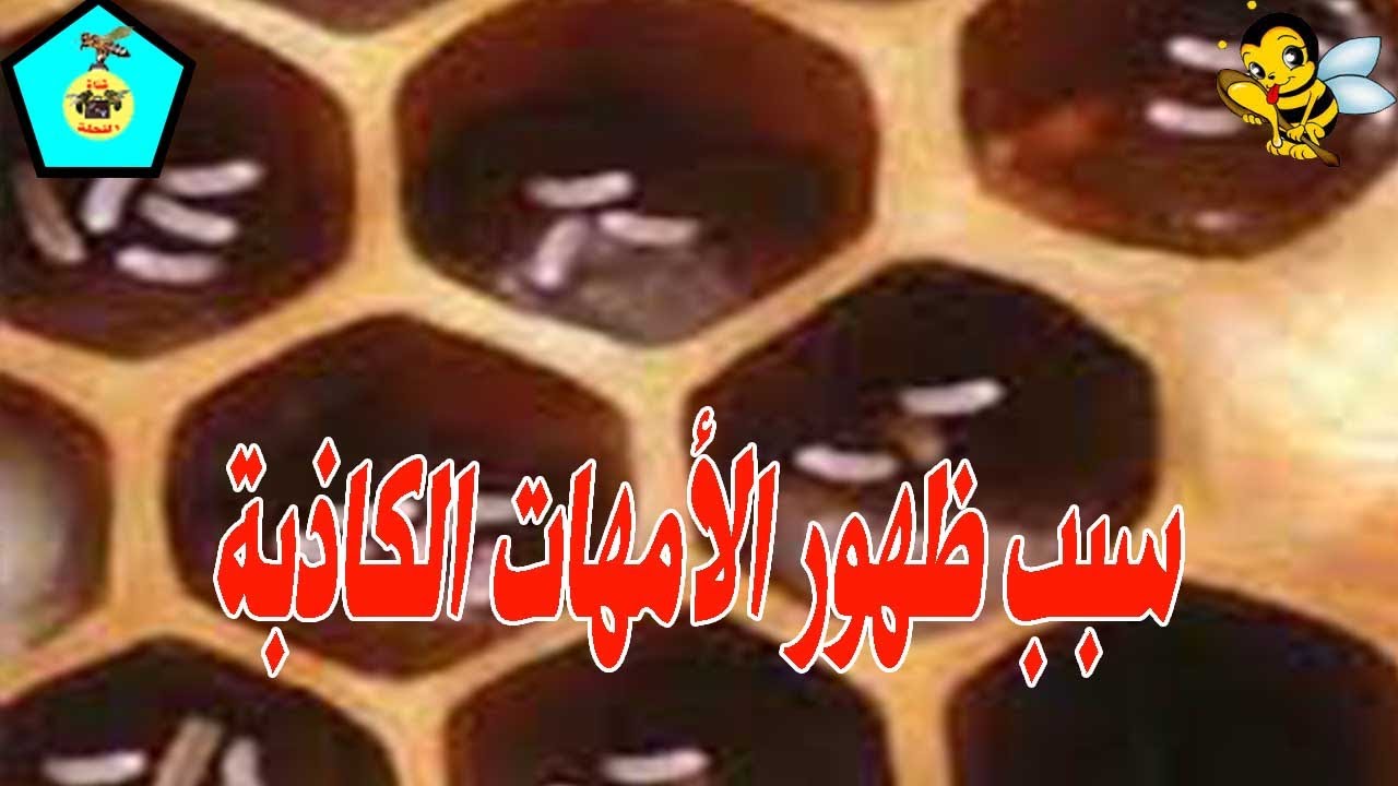 سبب ظهور الأمهات الكاذبة  _ أنتبه لهذا الأمر  (خاص بالمبتدئين)