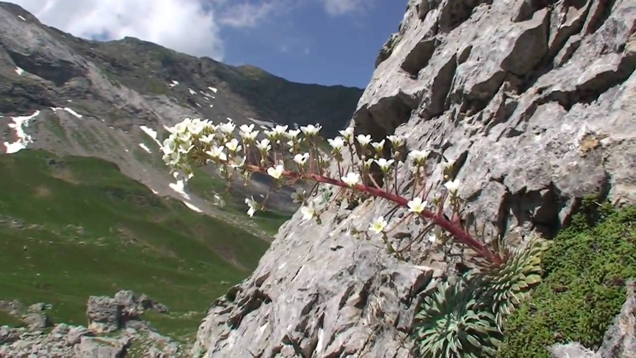 Cirque de Troumouse - Alpine Flora