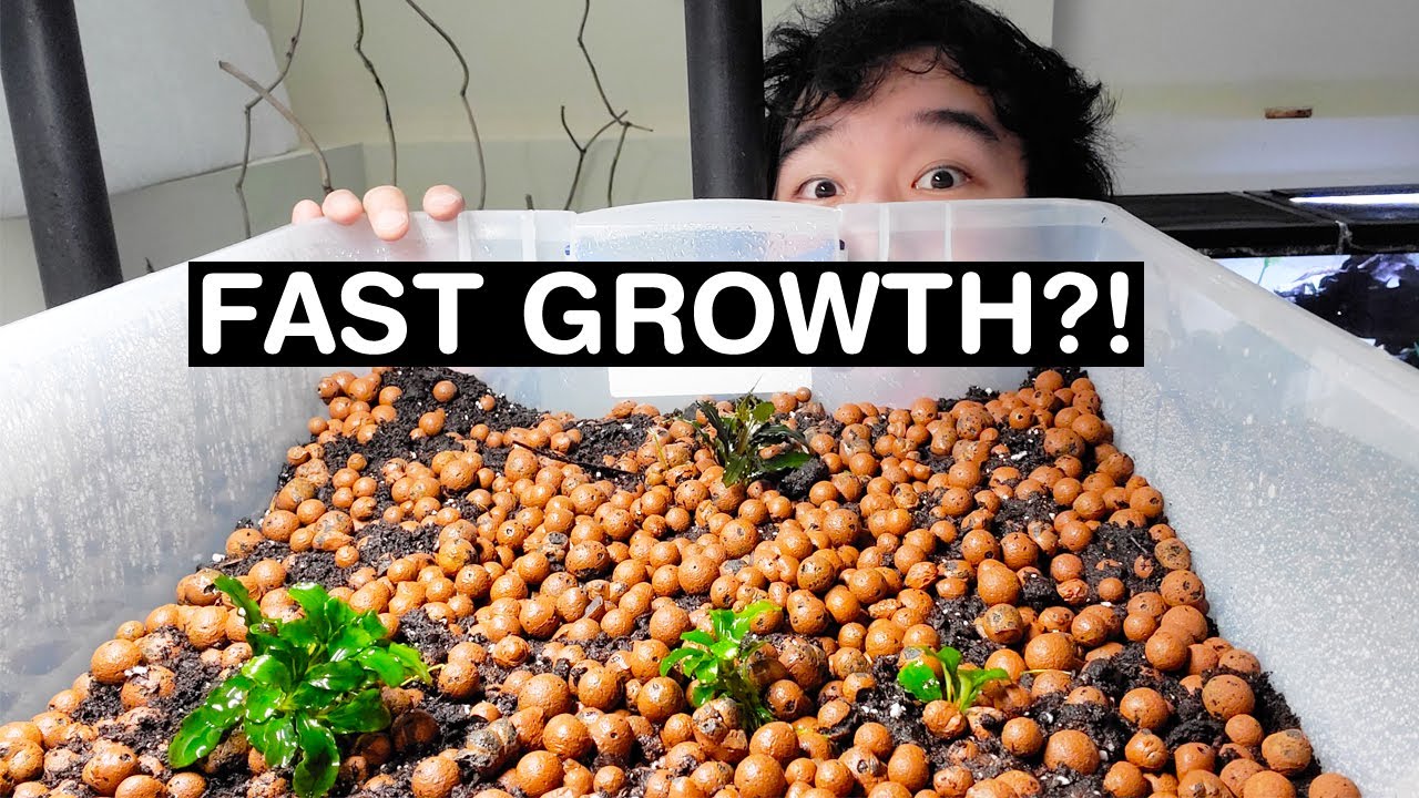 🌱 LET'S GROW SOME PLANTS EMERSED!