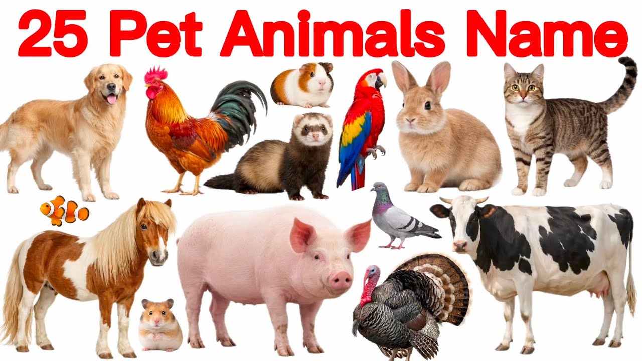 25 पालतू जानवरों के नाम | 25 Pet Animals Name English and Hindi | Learn Pet Animals 🐶 | 25 Animals