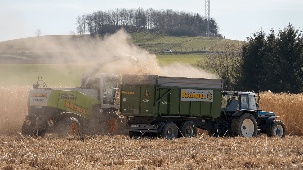 Miscanthus Ernte 2018 | Claas Jaguar 850 | Miscanthus häckseln