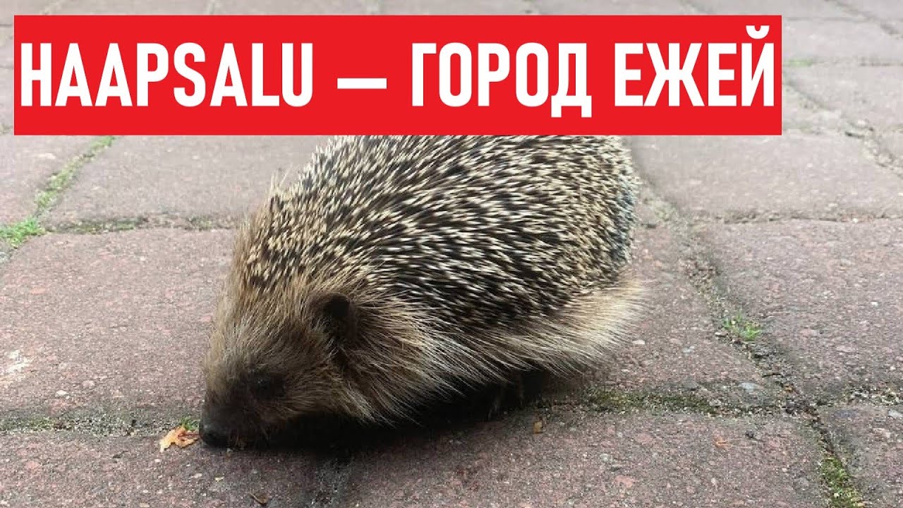 Haapsalu &mdash; город, по которому ползают ёжики