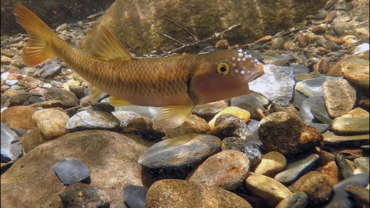 Shiners, Rollers, Suckers and Chubs – TN WildCast 325