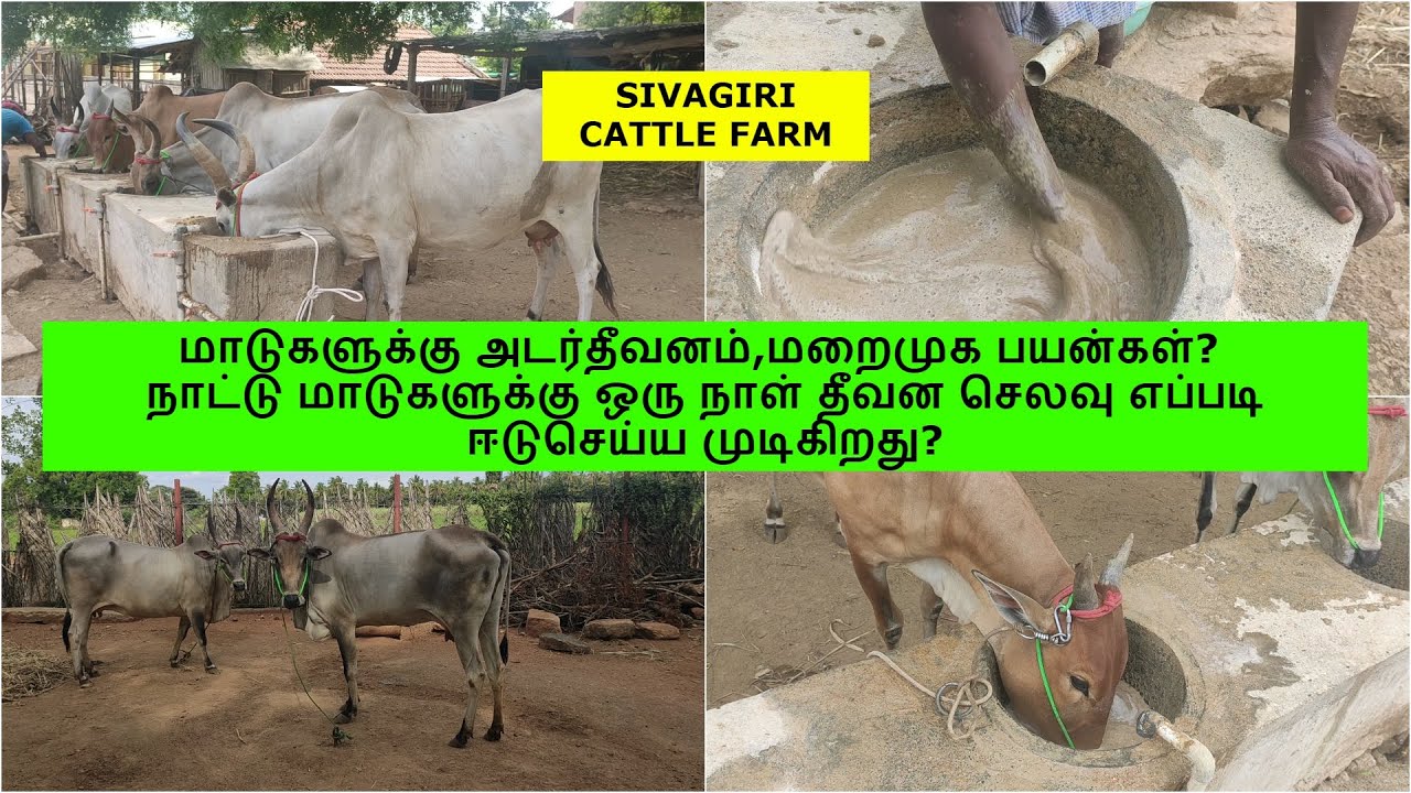 மாடுகளுக்கு அடர்தீவனம்,மறைமுக பயன்கள்?நாட்டு மாடுகளுக்கு ஒரு நாள் தீவன செலவு?