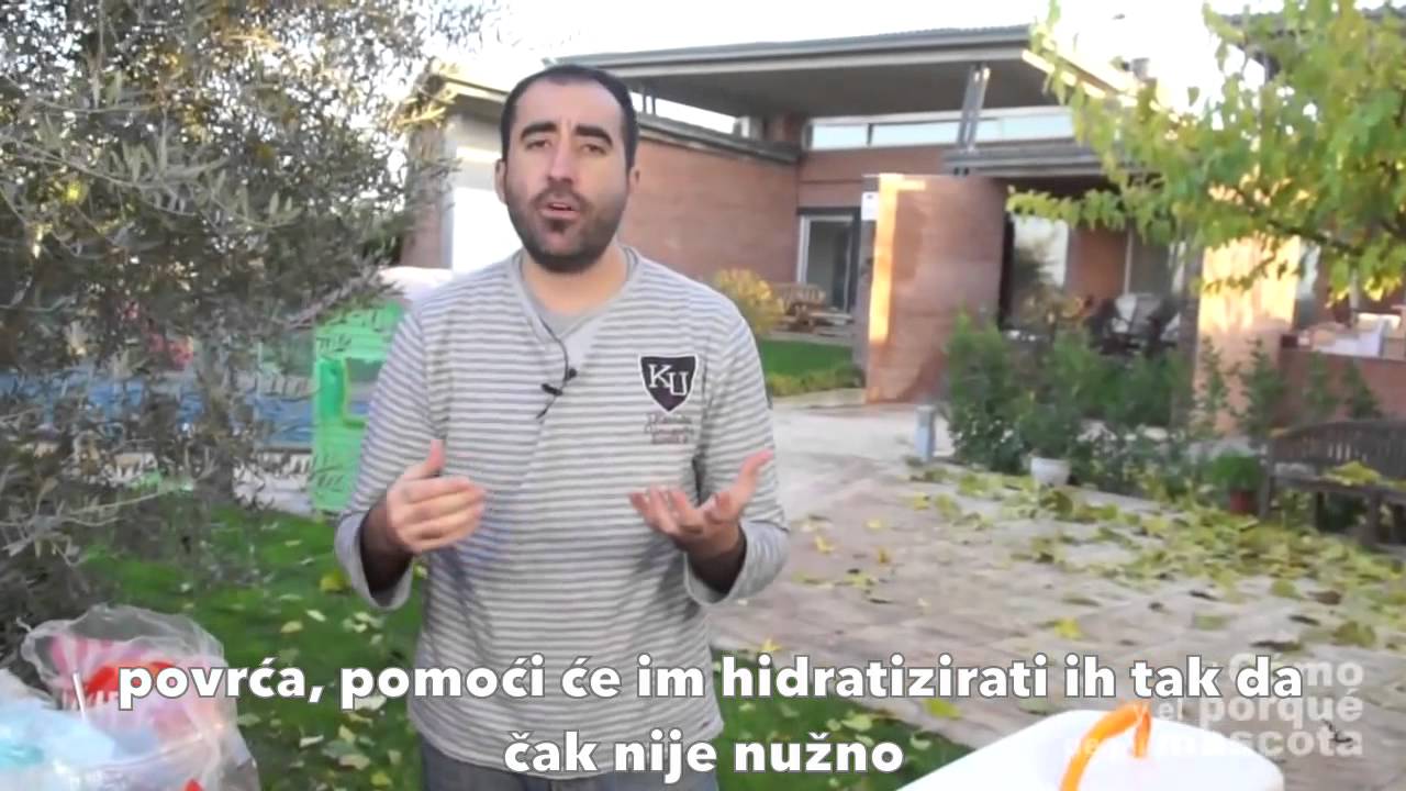 ZAMORCI - Kako putovati sa zamorcima
