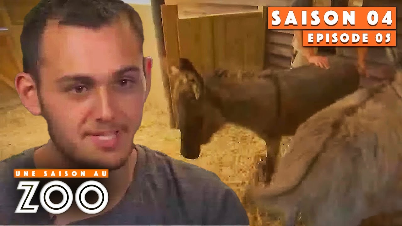 Nouvelle arrivée attendrissante : une Ânesse | S04EP05 | Émission intégrale | Une saison au zoo