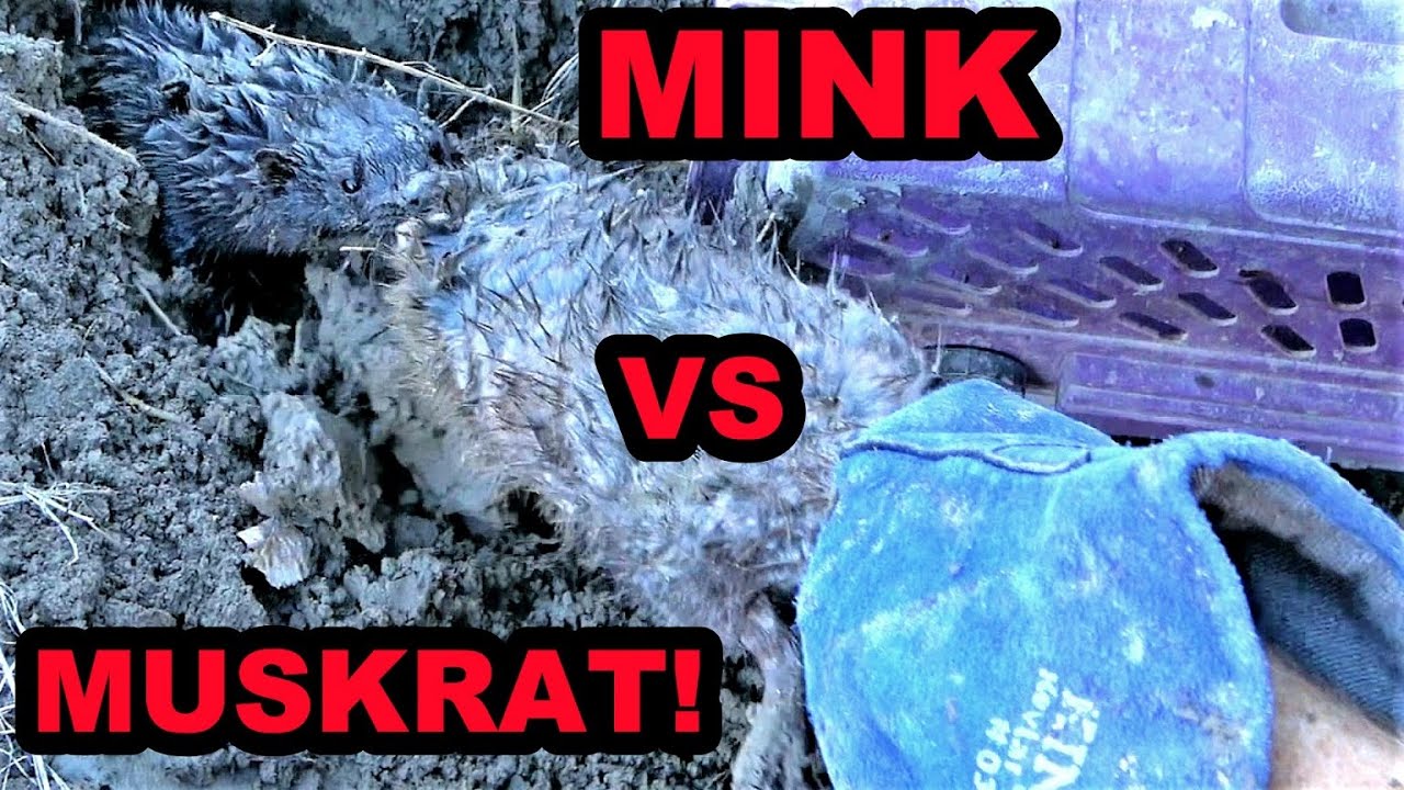 Muskrat Bonanza!