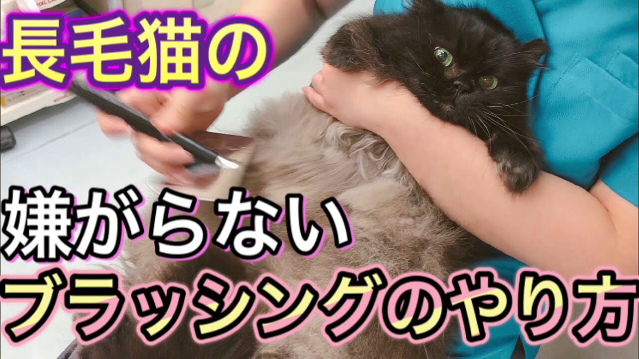 【長毛猫のブラッシング】嫌がる猫ちゃんのブラッシングのコツ