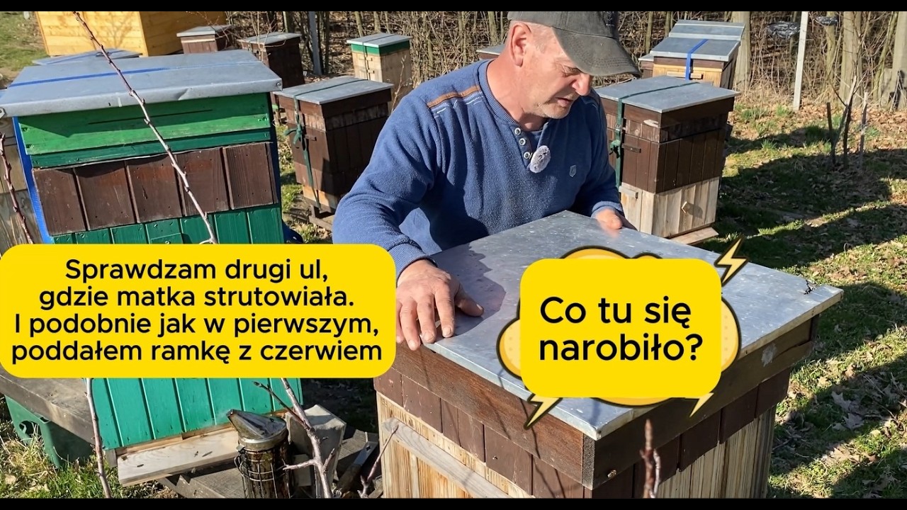 Sprawdzam drugi ul, gdzie matka strutowiała. #bee #beekeeping #beekeeper