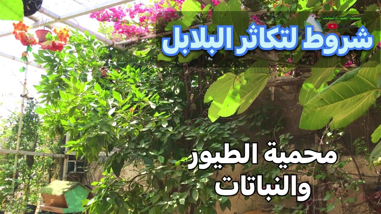 شروط انتاج البلابل👉طلاب السادس💪 جولة داخل محمية الطيور