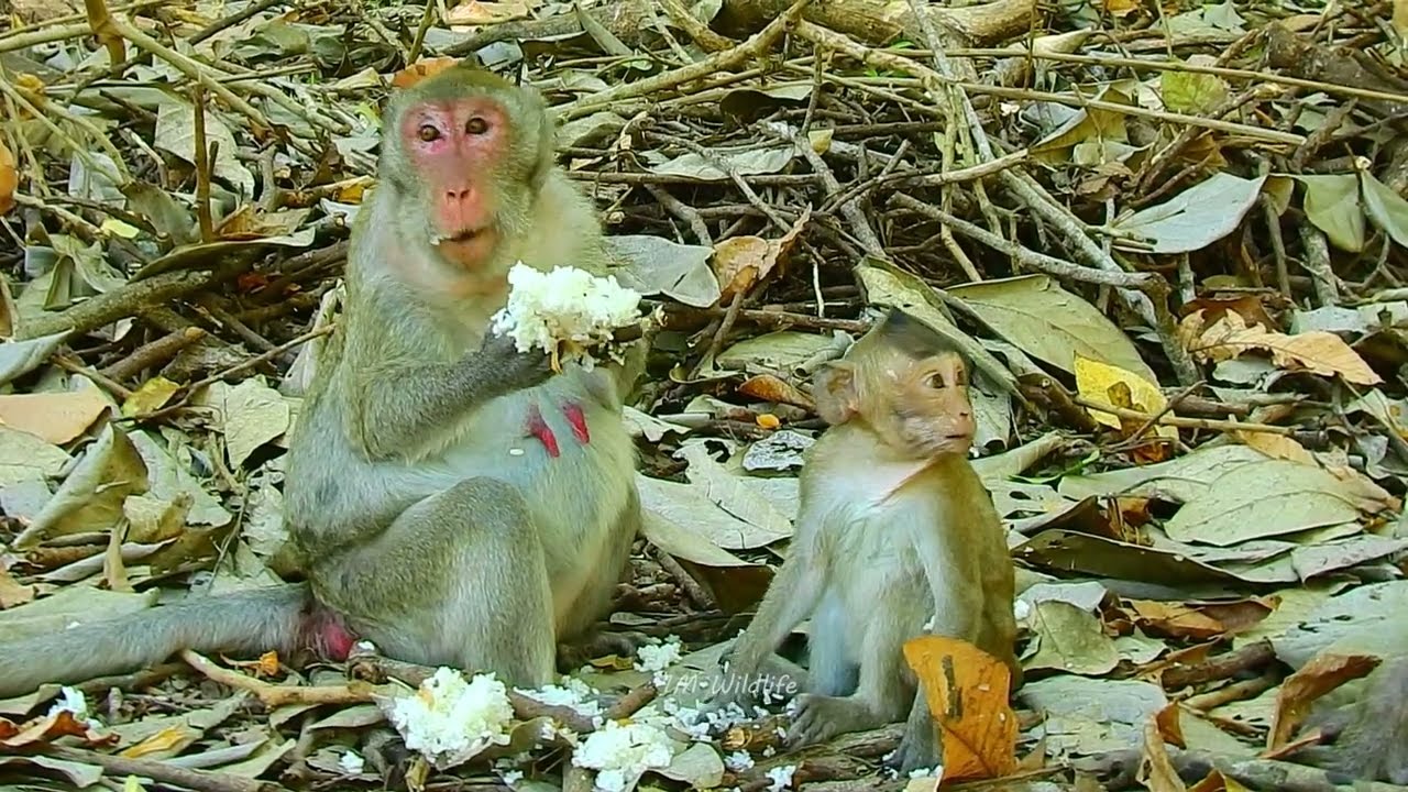 Best clip Jane monkey family update today.