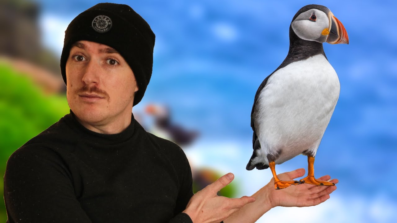Me encontré unas AVES muy EXTRAÑAS 😱Los Frailecillos (Puffins)de LAS ISLAS FEROE 🇫🇴
