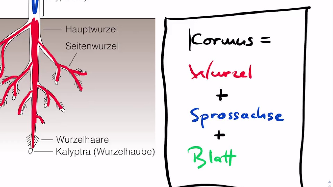 Aufbau der Kormophyten