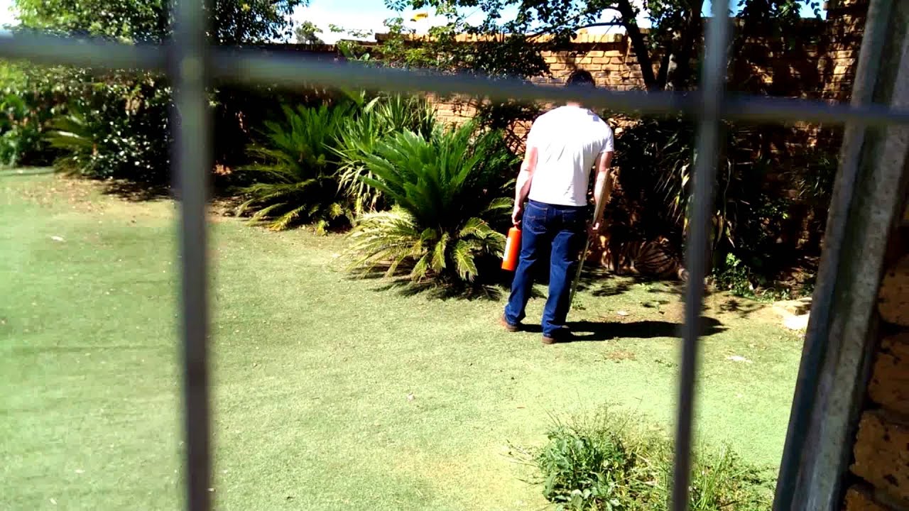 Enzo and Ozzy together to stay together !