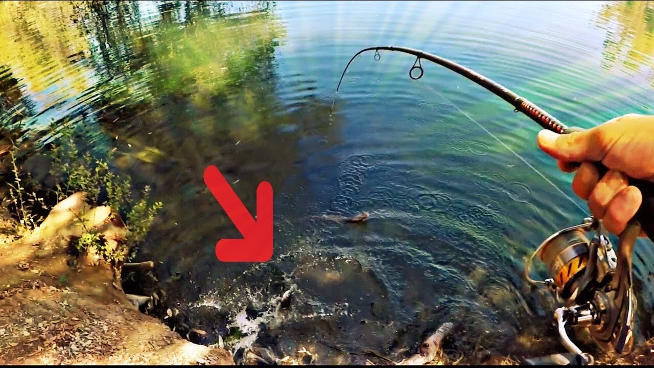 Surprise catch at lake Jennings (sight fishing)