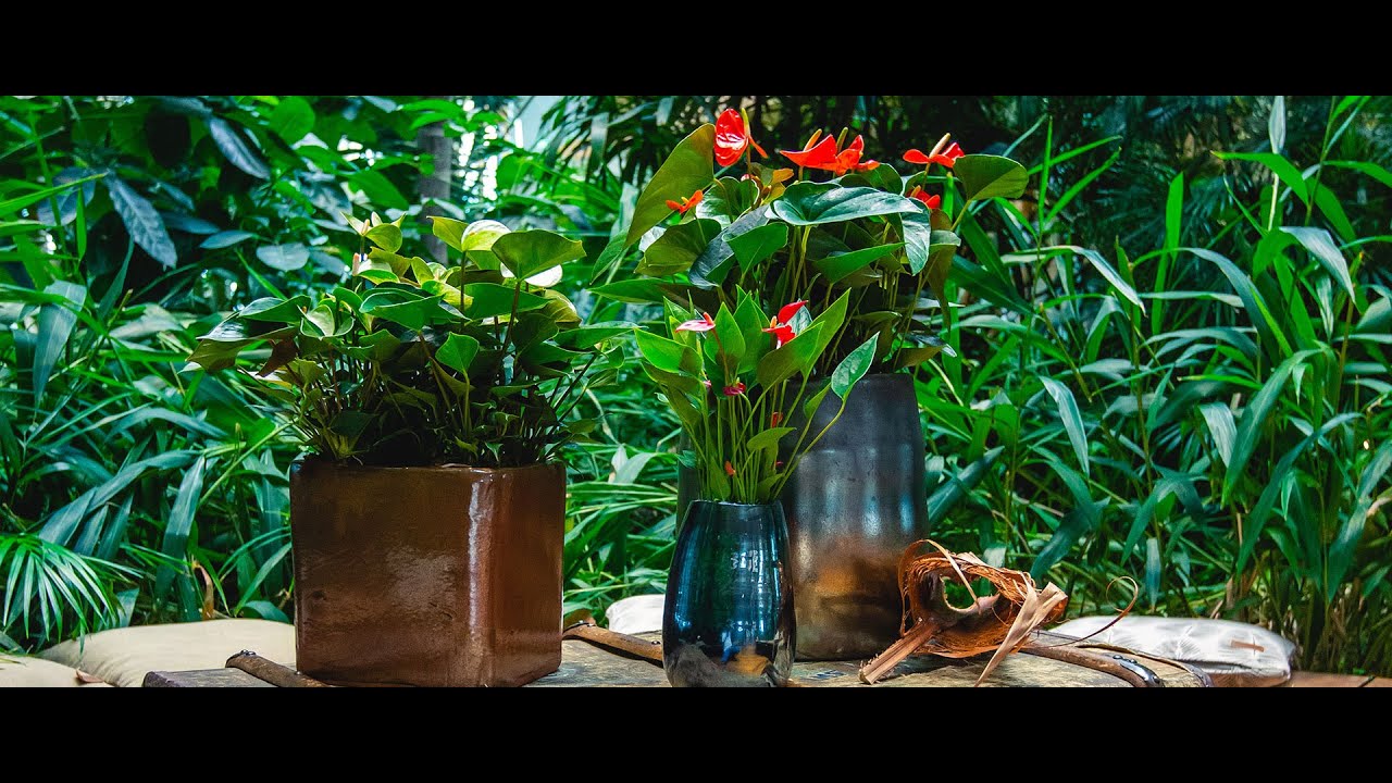 Cinefleur Hidden Treasures - Anthurium: Tropical Novelties Mood video