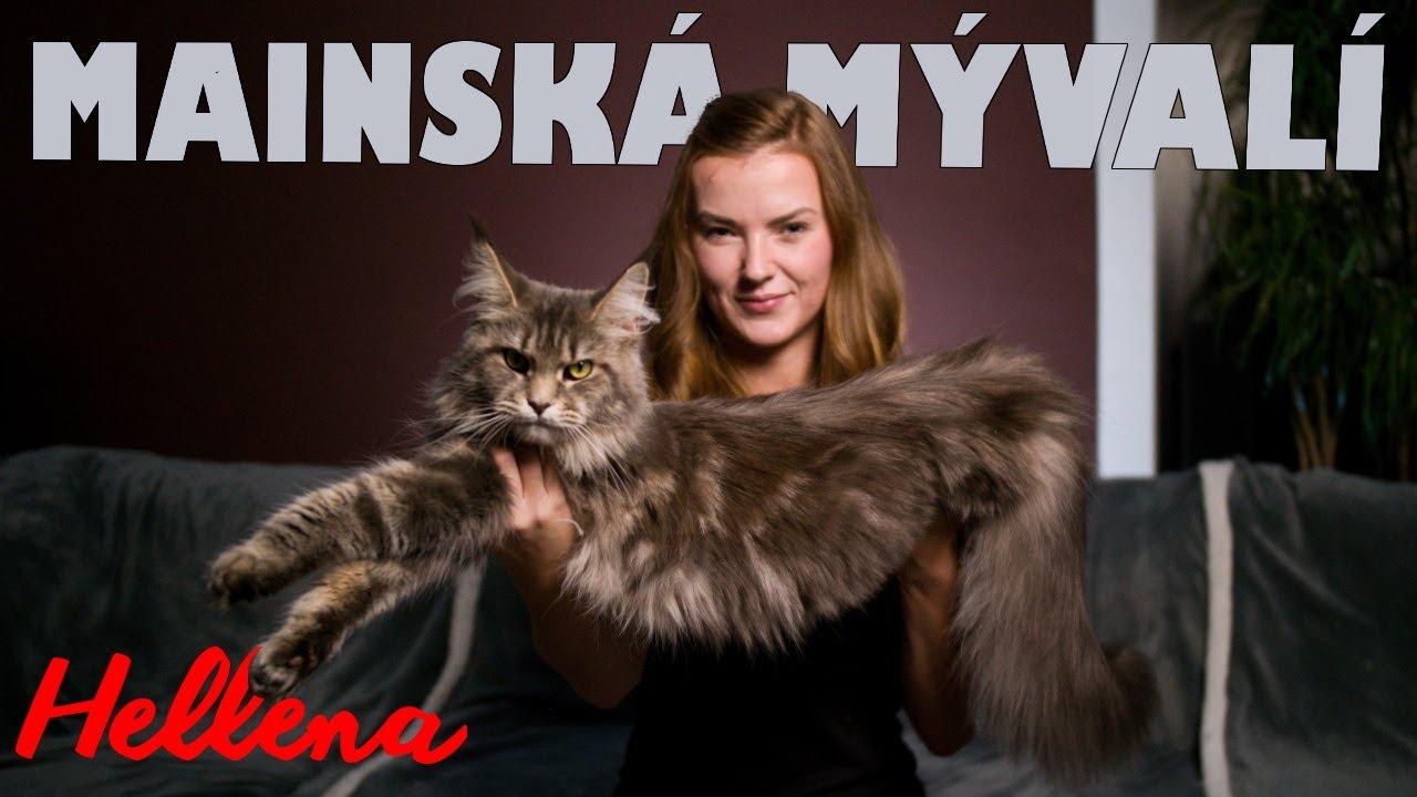 MAINSKÁ MÝVALÍ // Máme novou kočku
