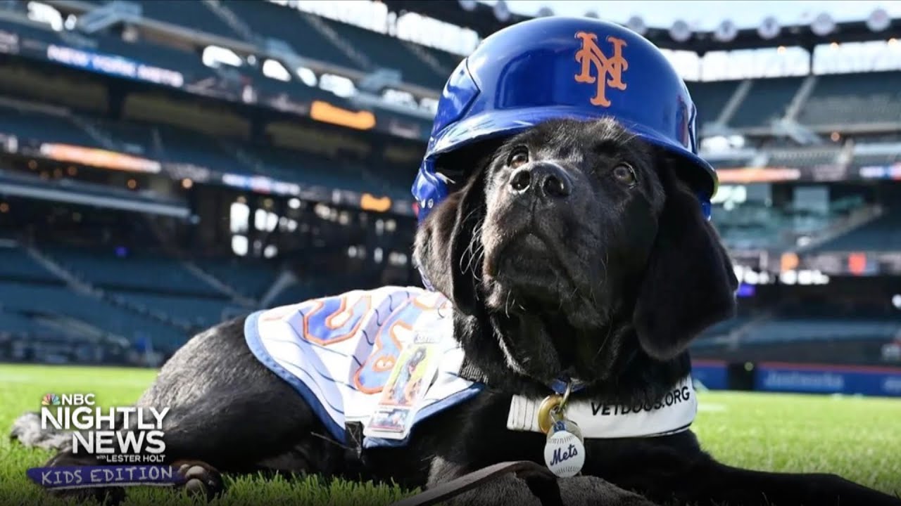 Meet the New York Mets service pup, Seaver | Nightly News: Kids Edition