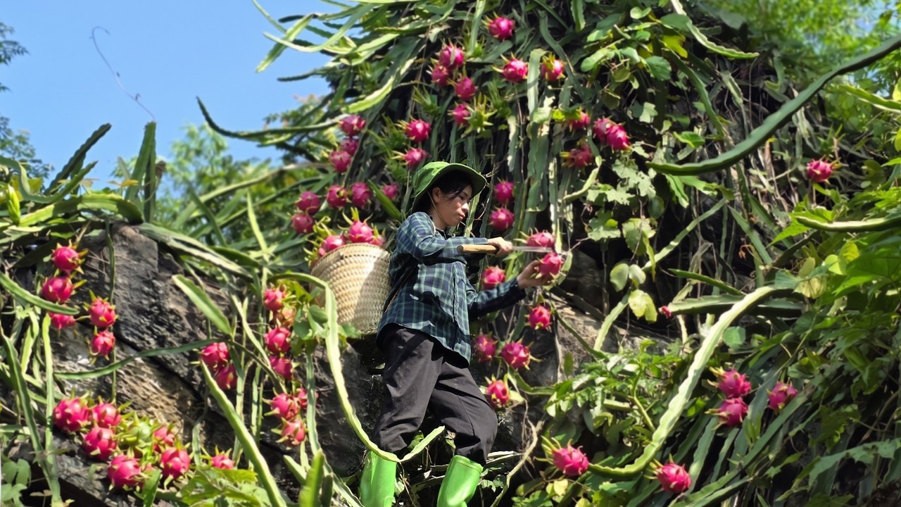 Ly Thanh Tam harvests dragon fruit on the rocky mountain to sell and grows corn.