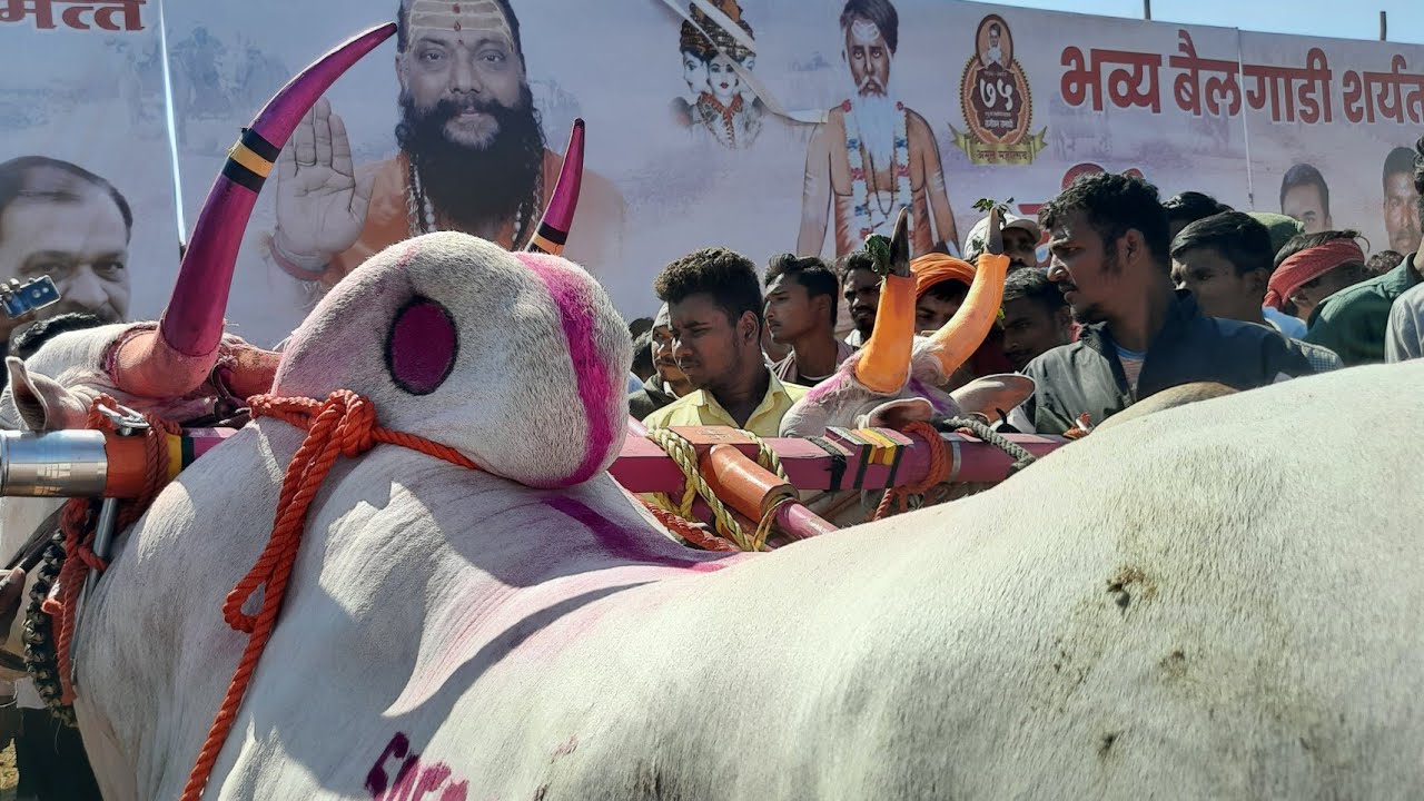 पुसेगाव हिंद केसरी मैदान 2022 / बैलगाडी शर्यत  / khillar cow