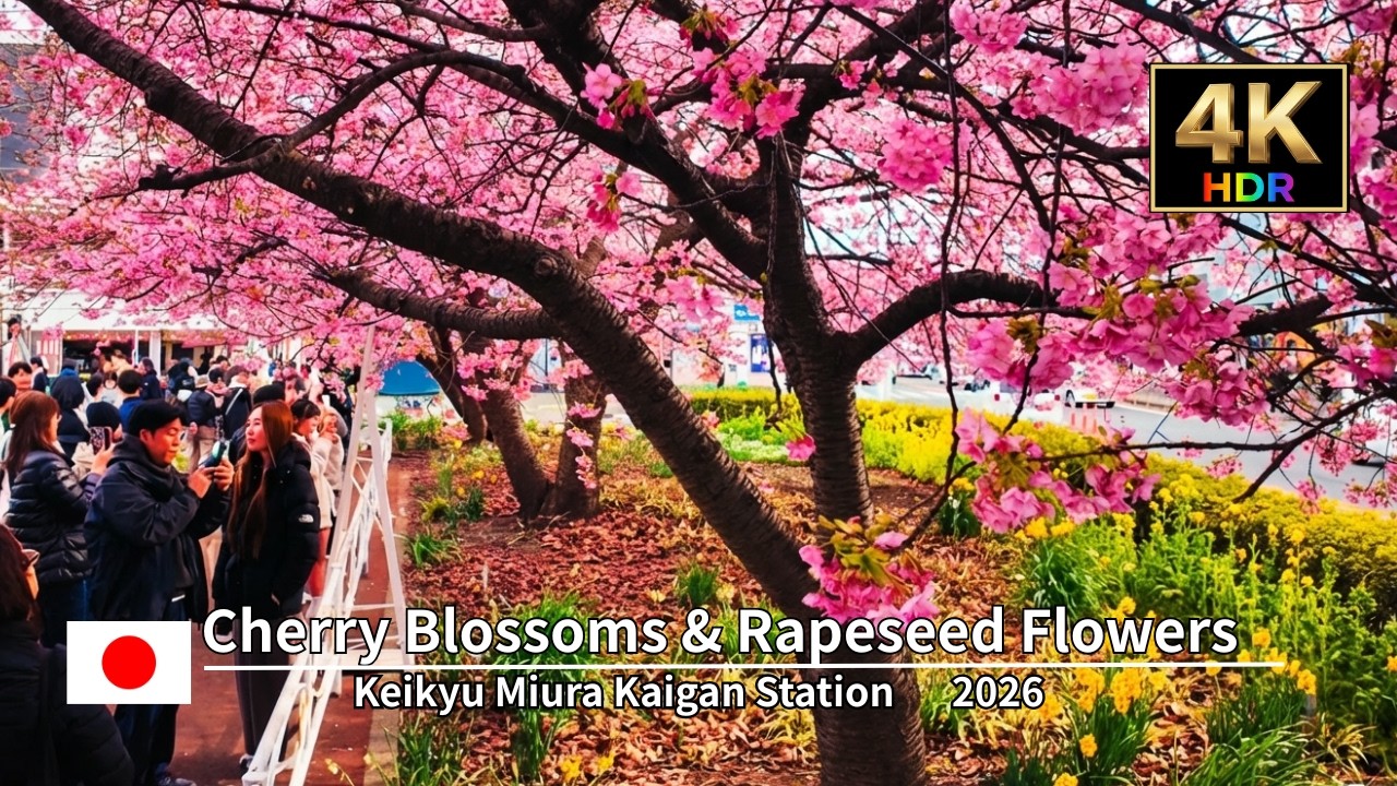 桜🌸 Early Spring Magic Cherry Blossoms & Rapeseed Flowers in Miura [4k walk 2026]