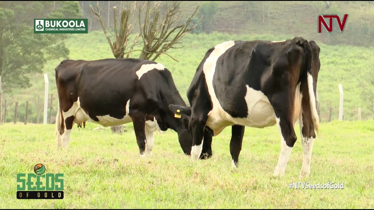 Expert cattle farming tips in Uganda  | SEED OF GOLD