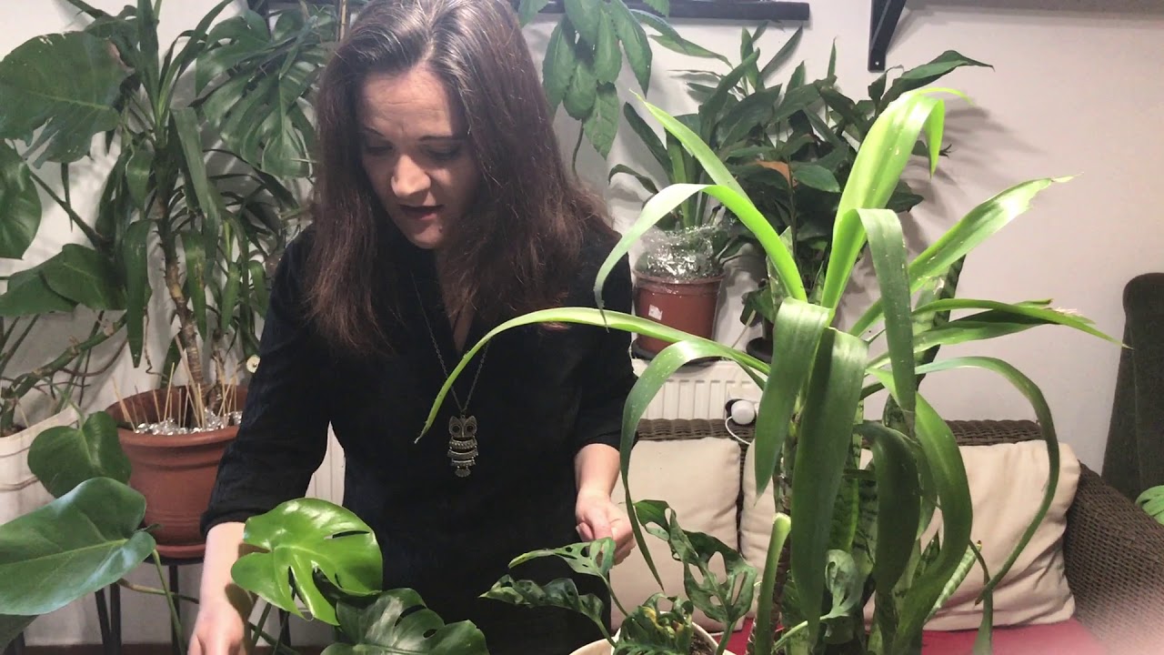 Ce plante crestem in casele intunecate #ingrijireaflorilor