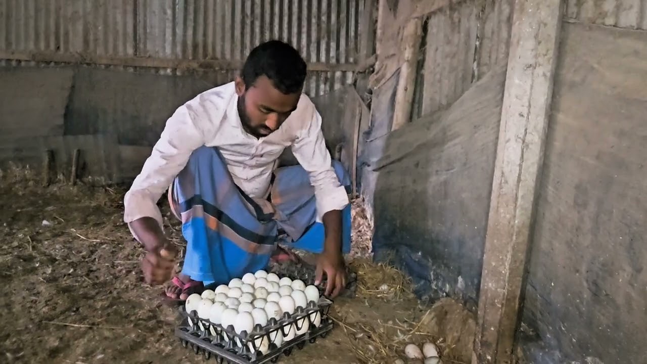 Harvesting Duck Egg | Farm Business | Early Morning Sceneary 