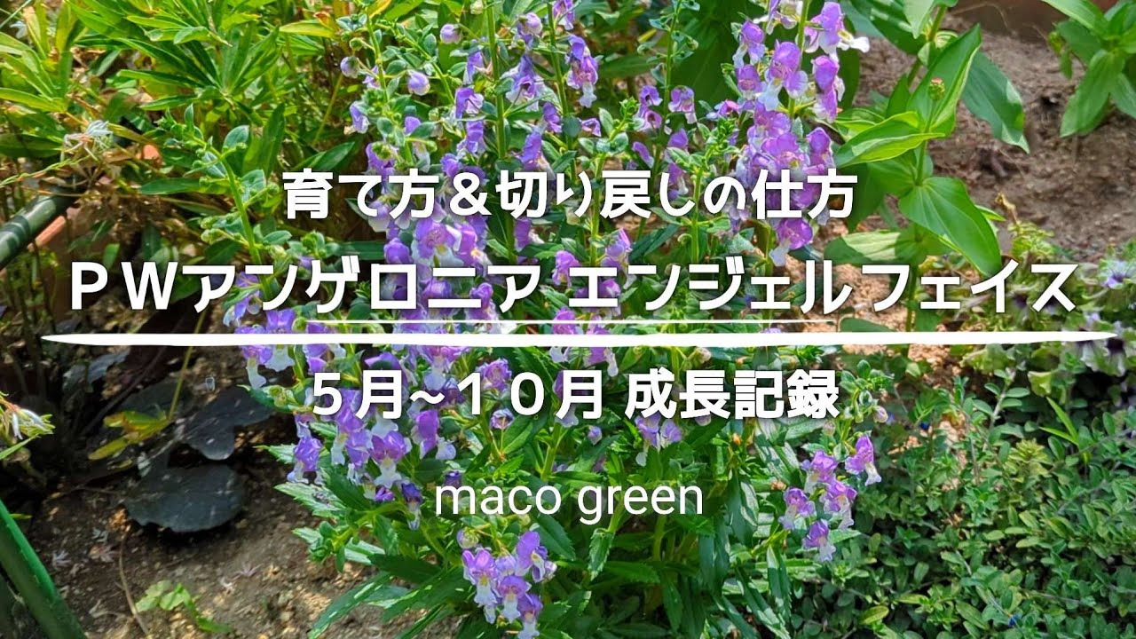 【成長記録】ＰＷアンゲロニア /切り戻し仕方/育て方/夏に育てたいオススメの花