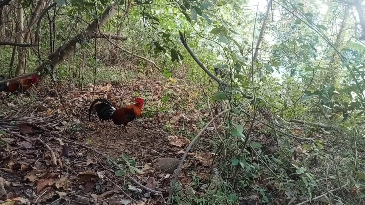 Huli na pinagpag pa ayaw magpaalaga 