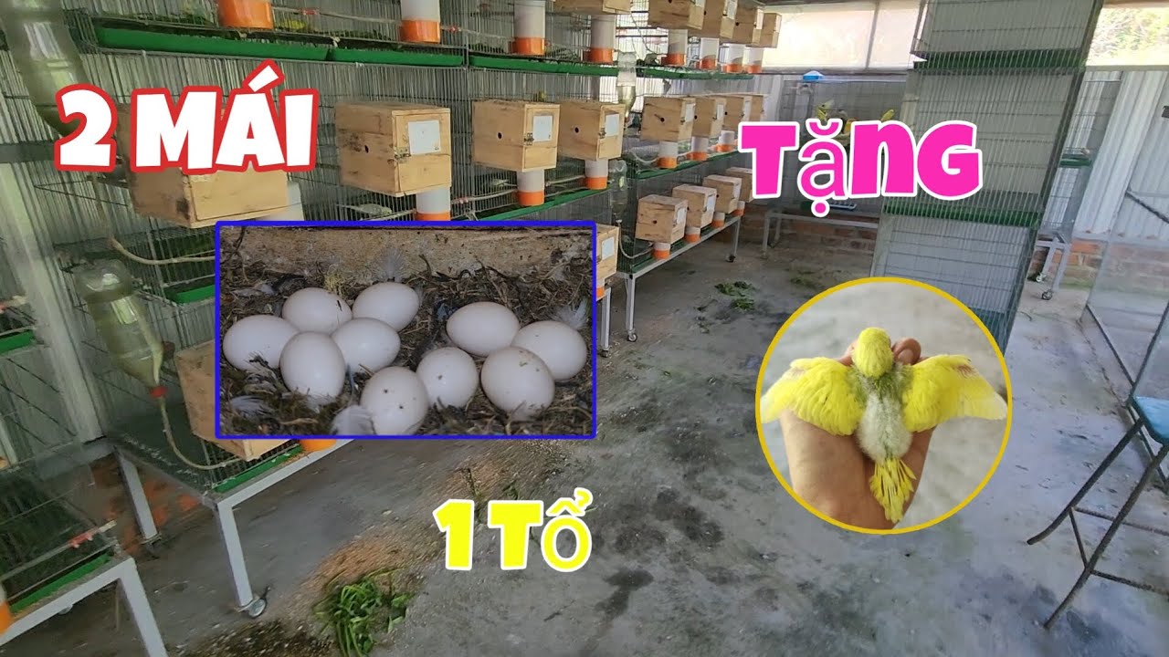 Tặng Yến Phụng Non Như Đã Hứa Và 2 Mái Lovebird Lại Đẻ Cùng 1 Tổ || Long Yến Phụng .