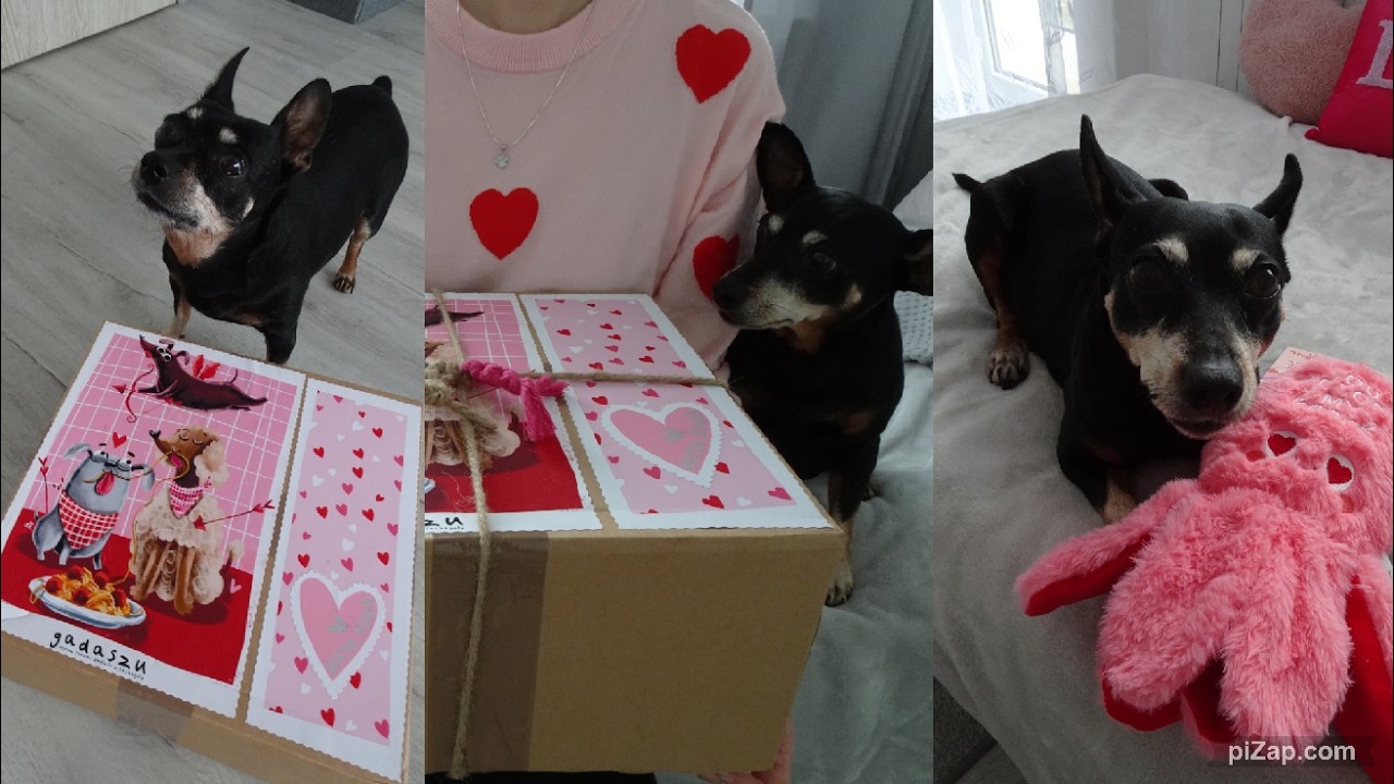 Unboxing paczki na walentynki dla piesków💓