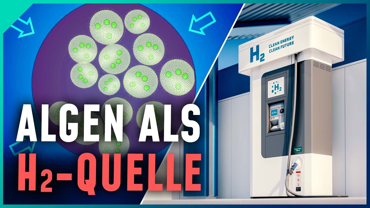 Wasserstoff durch Photosynthese: Ohne Strom Energie gewinnen