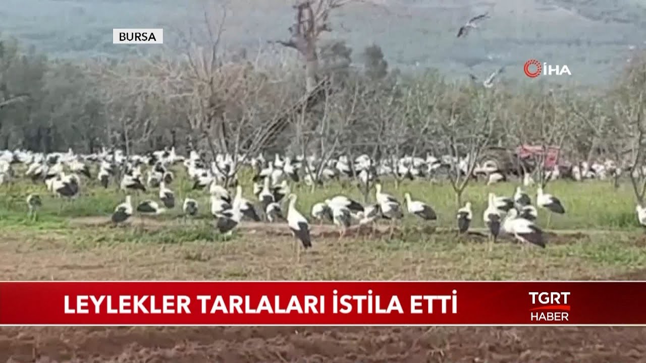 Leylekler Tarlaları İstila Etti