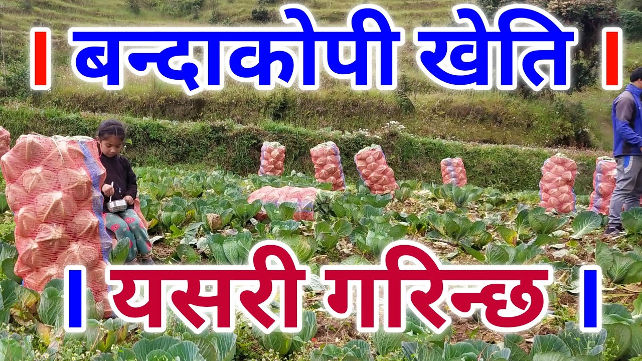 Wonderful Farming Life Of Mountain Village in Nepal || Countryside Life of Nepal || cabbage farming