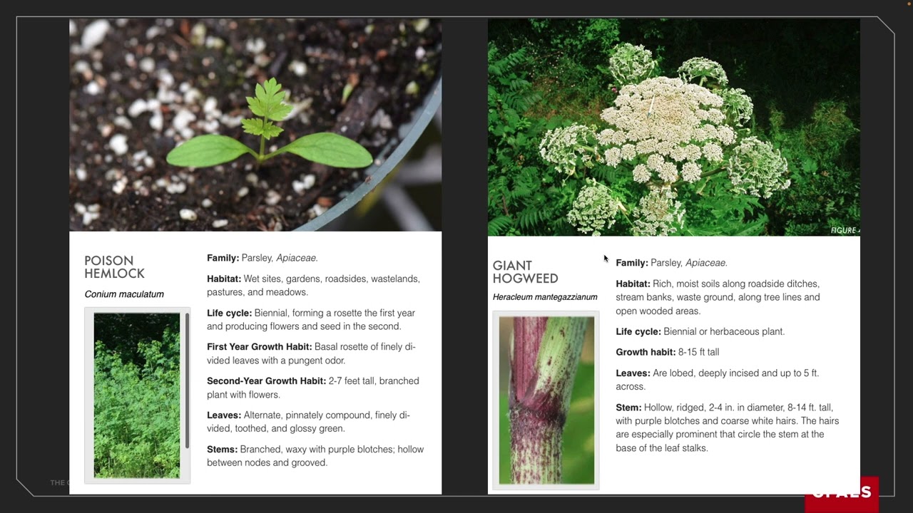 Ohio noxious weed law – things to know