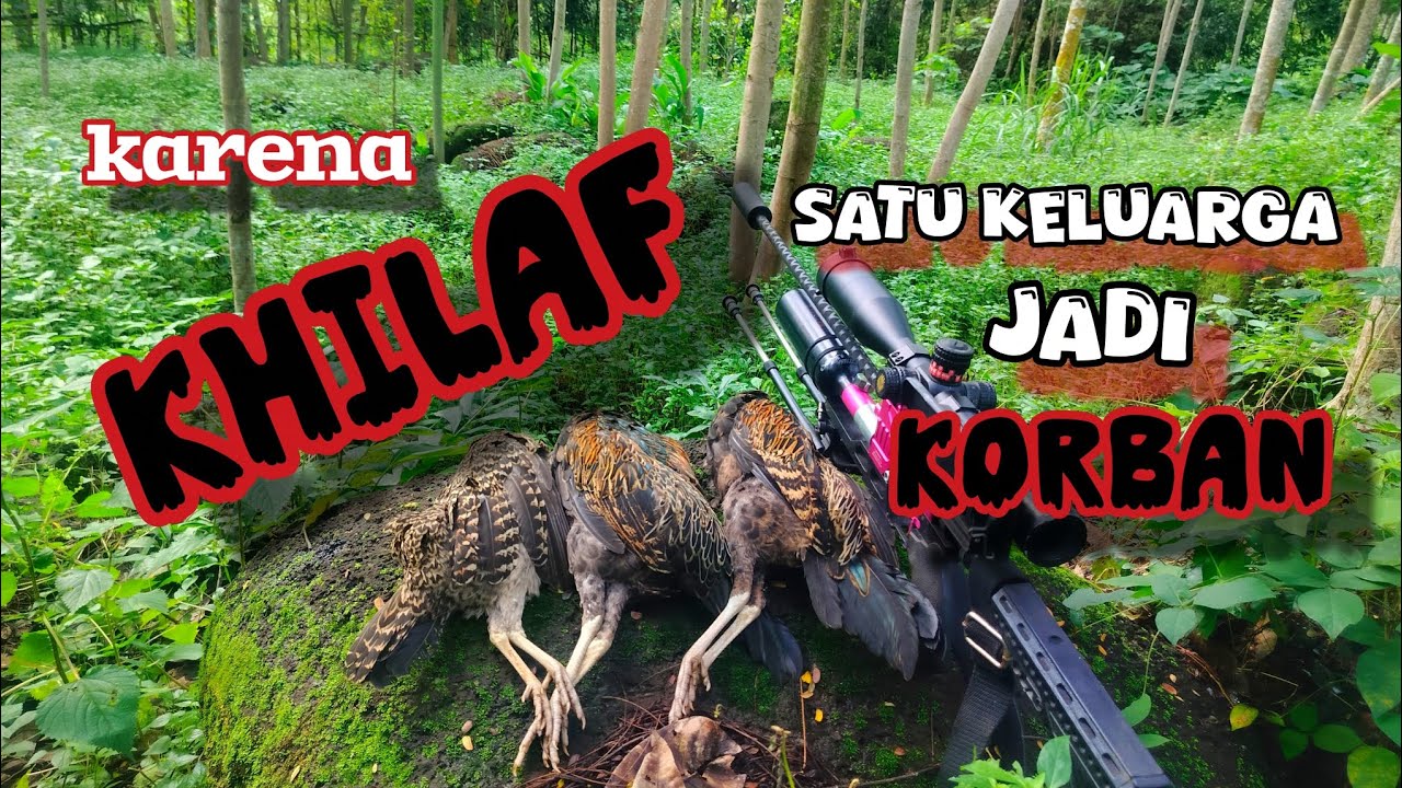 berburu ayam hutan hijau 🐓 dispot andalan yang masih melimpah, lngsung triple kill #berburuterbaru