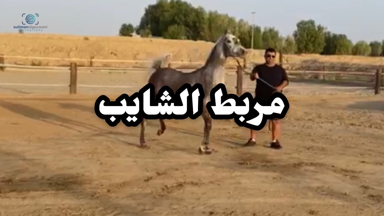 تقرير عن مربط الشايب للخيل العربي في محافظة بيش التابعة لمنطقة جازان
