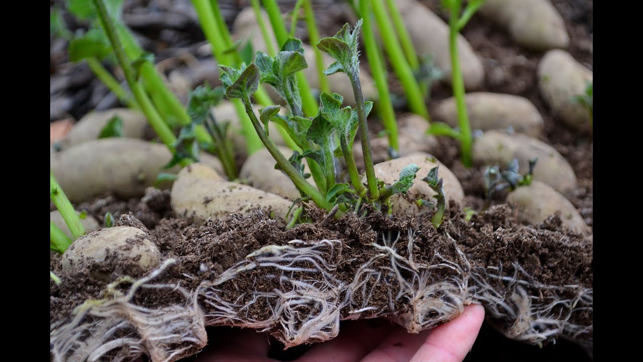 Plantera potatis i täckodlad bädd på gräsmattan