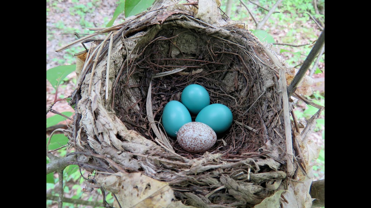 Bird Nests (Webinar)